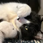 飼い猫